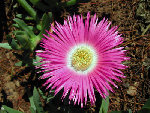 erl-2005_0518_09_Jardin_Roquebrun_gd.jpg