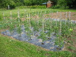 tomates8.jpg