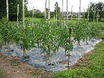 tomates7.jpg