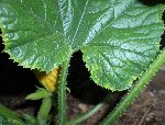 DSCN4450.JPG