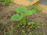 Dsc08781.jpg