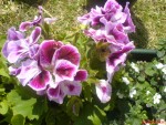 pelargonium????!