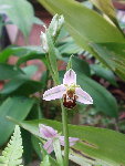 orchidées1.jpg