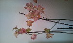 fleurs 001.jpg