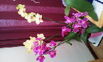 fleurs 003.jpg