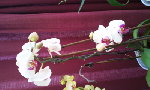 fleurs 004.jpg