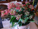Etat globale fleurs kalanchoe.jpg