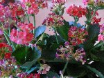 Fleurs gros plan kalanchoe.jpg