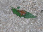 jardin 033.JPG