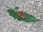 jardin 036.JPG