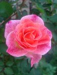 DSC06039.JPG