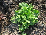 mesclun7.jpg