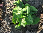 mesclun5.jpg