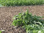 Je pensais que cela fleurissait en juillet/août