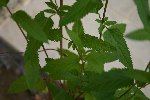 IMG_5943.JPGréduit.jpg