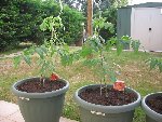 tomate 15.jpg