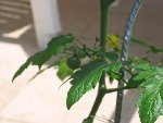 tomate 13.jpg