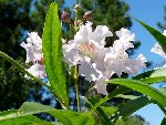fleurs de chitalpa.jpg