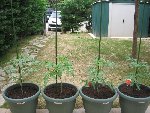 tomate 21.jpg