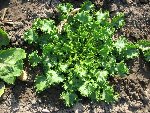 mesclun8.jpg