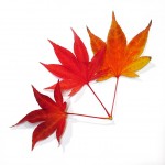 TAIMIN NISHIKI 2_3.JPG