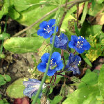 fleursdunbleurare-fdd3c2.jpg