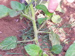 tomate 001.JPG