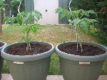 nom des variétés sur les pots