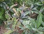 DSCN4544.JPG