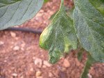 DSCN4607.JPG