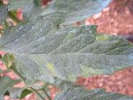 DSCN4608.JPG