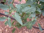 DSCN4611.JPG