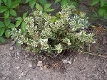 DSCN0699.JPG