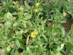 DSCN0700.JPG