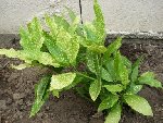 DSCN0708.JPG