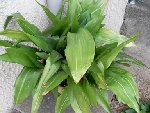 DSCN0711.JPG