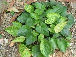 DSCN0714.JPG