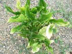 DSCN0715.JPG