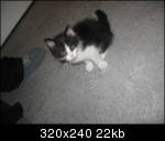 chaton019.th[1].jpg