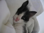 chaton023[1].jpg