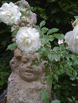 rosier droite ange