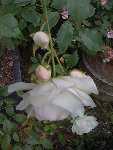 rosier gauche de l'ange