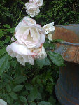 rosier gauche