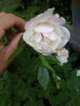 rosier gauche