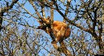 Alors , ça ressemble à un ours ???