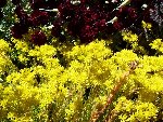 fleurs plantes grasses et oeillets.jpg
