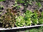 carre salade.JPG