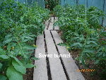 Copie (2) de Jardin le 16-05-2009 014.jpg