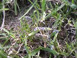 DSCN7693bis.JPG