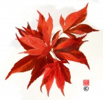 TAIMIN NISHIKI22.jpg